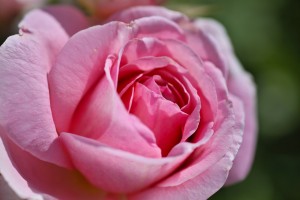 Pink Rose